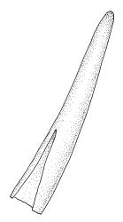 Rhizogonium distichum, calyptra. Drawn from L. Visch 679, CHR 267027.
 Image: R.C. Wagstaff © Landcare Research 2016 